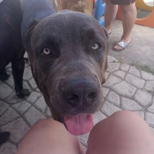 Meet your Posher, Alace